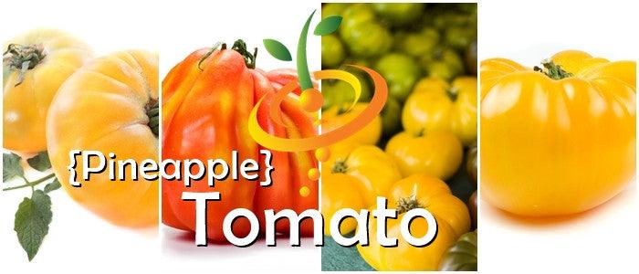 Close-up of Pineapple Tomato fruits in yellow and orange-red marbled colors for Tomato - Pineapple seeds