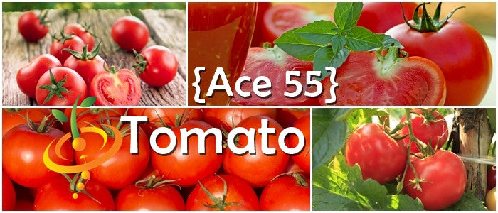 Collage of Ace 55 Tomato seeds showing ripe red tomatoes on vine and sliced tomatoes with green leaves
