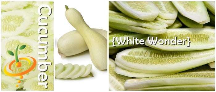 White Wonder cucumber seeds with rare white heirloom cucumbers sliced and whole showing tender flesh and seeds