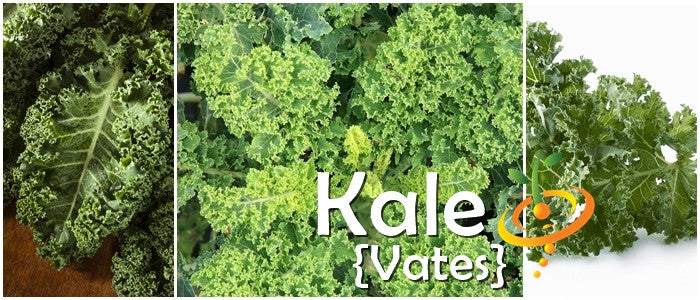 Vates kale seeds from SeedsNow, small green seed packets with detailed label, ideal for home gardening.