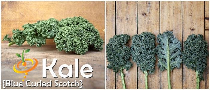 Blue Curled Scotch kale leaves with tightly curled blue-green foliage on wooden background