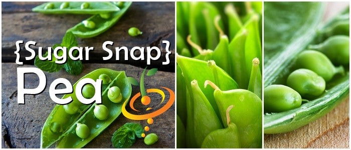 Close-up images of fresh green sugar snap peas pods and seeds on rustic and natural backgrounds