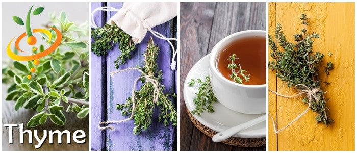 Collage of fresh thyme herb bundles and thyme tea showcasing aromatic thyme leaves and stems.