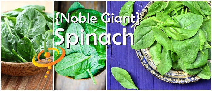 Fresh green Noble Giant spinach leaves in bowls and on a plate, showcasing glossy, crumpled texture ideal for gardening and cooking.