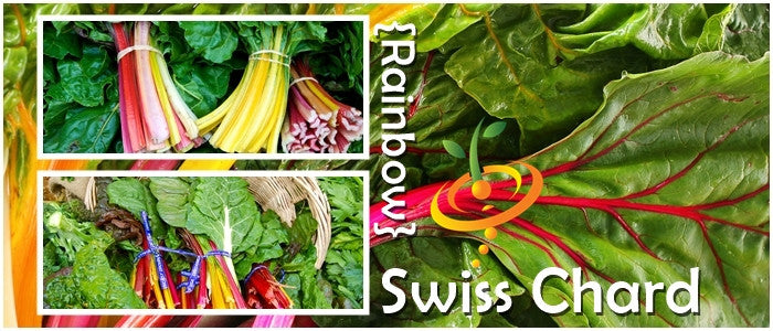 Rainbow Mix Swiss Chard seeds from SeedsNow, vibrant multicolored leafy greens ideal for home gardening.
