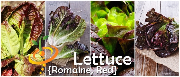Romaine lettuce seeds with red-tipped leaves fresh and vibrant on wooden background