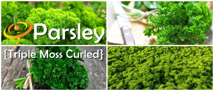 Fresh curled parsley seeds from SeedsNow, triple moss variety, ready for planting in herb gardens or containers.