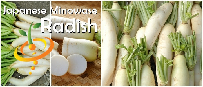 Japanese Minowase Daikon radish seeds from SeedsNow, showing fresh seed packets with a close-up of large radish roots.