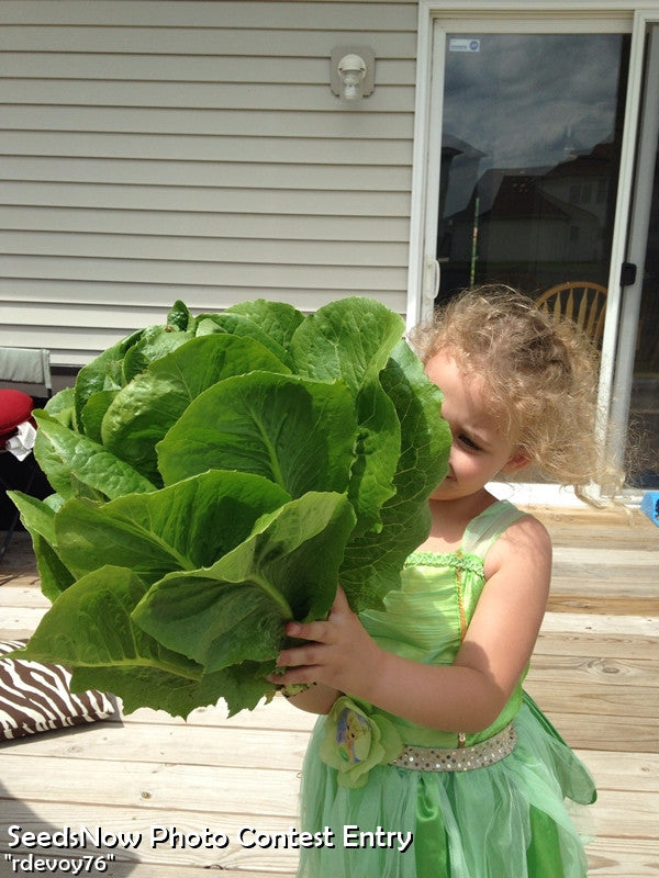 Fresh Romaine lettuce from SeedsNow, classic Paris Island Cos variety, vibrant green leaves in a garden setting.