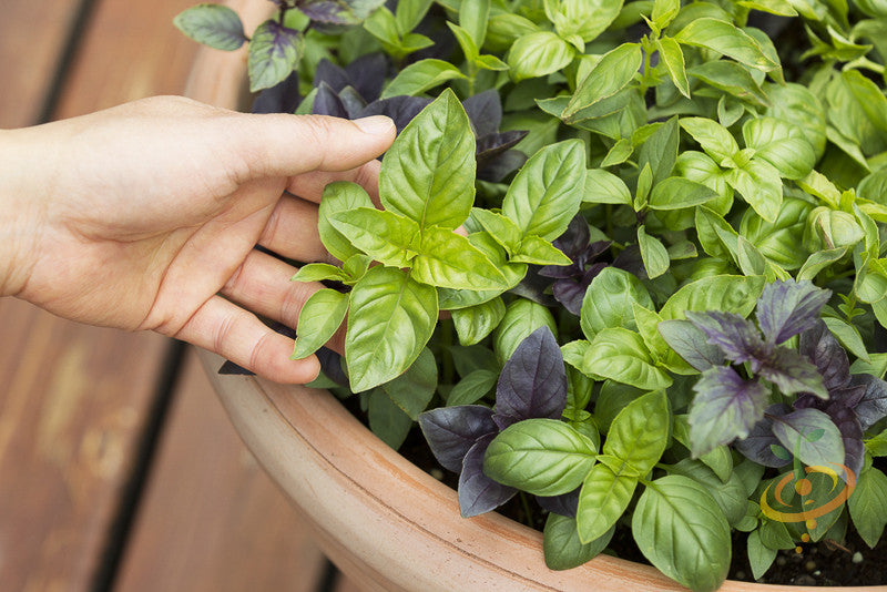 Genovese basil seeds from SeedsNow, showing small green basil seed packets, ideal for herb gardening and fresh cooking.