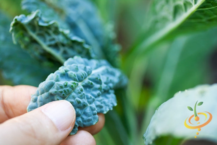 Lacinato kale seeds from SeedsNow, also known as Dinosaur kale, shown in a close-up image on a white background.