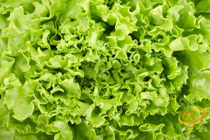 Black Seeded Simpson lettuce growing in a garden, fresh leafy greens from SeedsNow seed packet, ideal for salads and sandwiches.