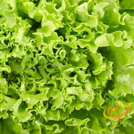 Black Seeded Simpson lettuce growing in a garden bed, fresh leafy greens with vibrant green leaves, SeedsNow seed packet nearby.