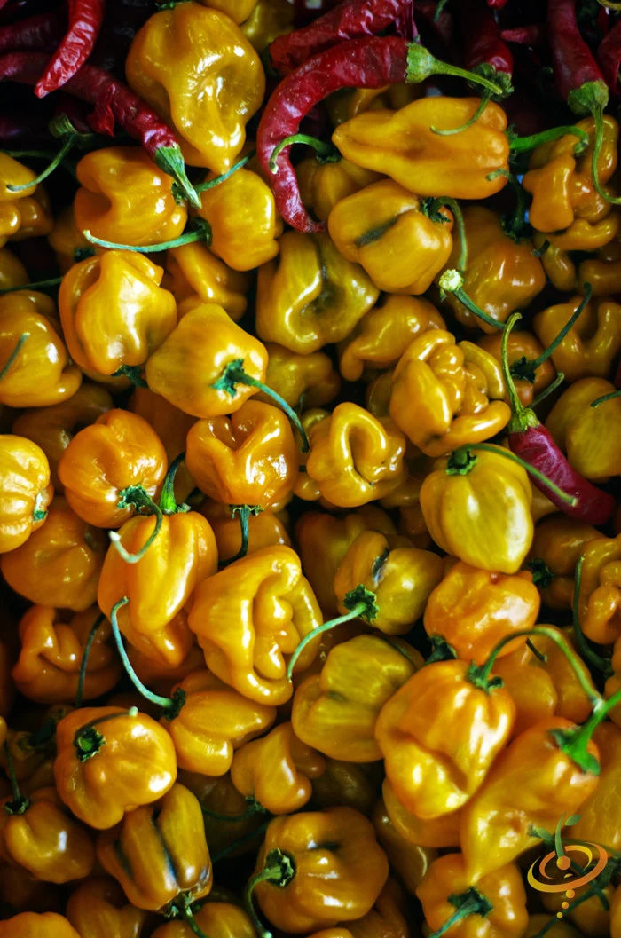Pepper (Hot) - Habanero, Lemon ๐ฅ๐ฅ๐ฅ๐ฅ - SeedsNow.com