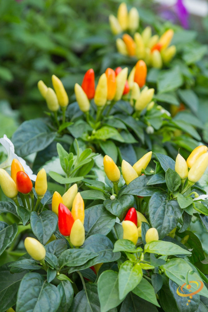 Pepper (Hot) - NuMex, Twilight π₯π₯π₯ (HYBRID) - SeedsNow.com