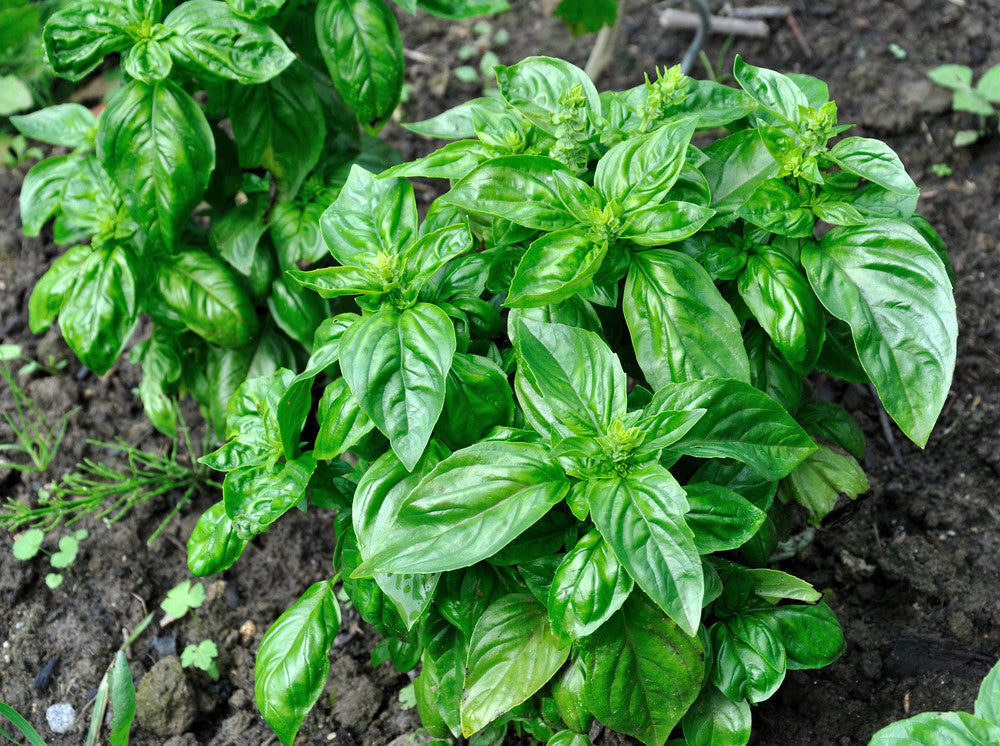 Italian Large Leaf Basil plant with bright green, crinkled leaves growing in soil