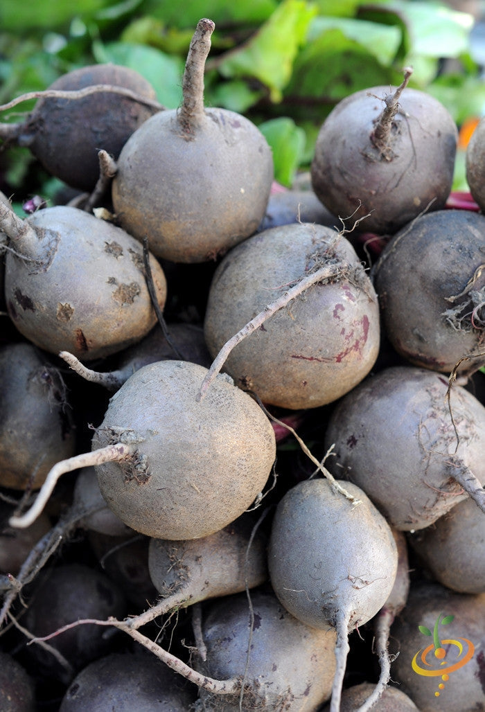 Purple Plum radish seeds from SeedsNow, showing vibrant purple radish seeds on a white background.