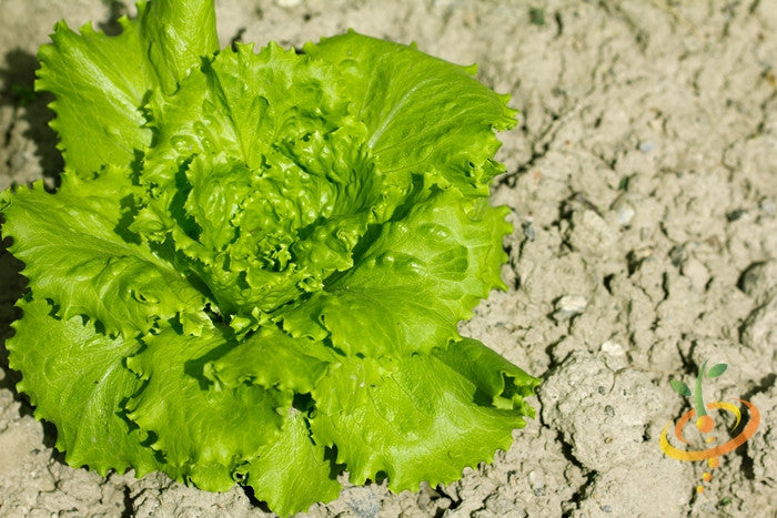 Fresh Blonde de Paris lettuce growing from SeedsNow seeds, vibrant green leaves with crisp texture in a garden setting.