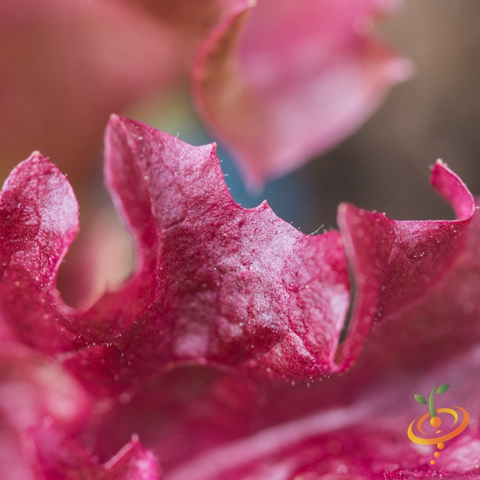 Lollo Rossa lettuce seeds from SeedsNow, shown in packaging with fresh red and green lettuce leaves in the background.