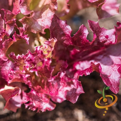 Lollo Rossa lettuce seeds from SeedsNow, close-up image showing vibrant red and green lettuce seed packets.