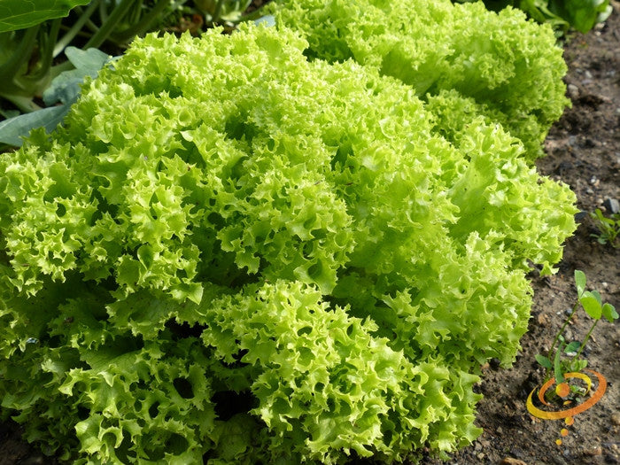 Lollo Bionda lettuce seeds from SeedsNow, showing a packet of lettuce seed variety on a white background.