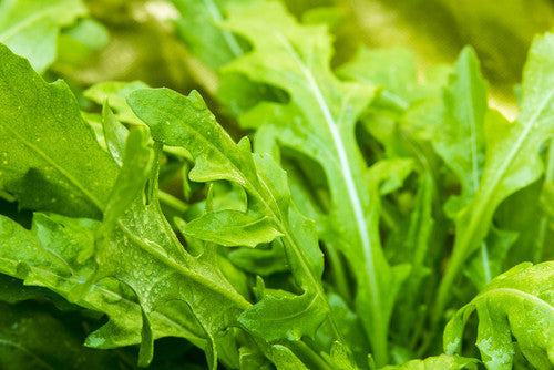 Close-up of fresh green heirloom NON-GMO arugula leaves growing in garden