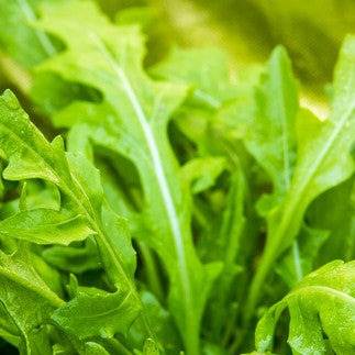 Close-up of fresh green heirloom NON-GMO arugula leaves growing in a garden