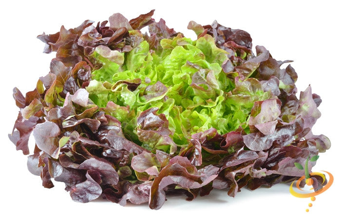 Burgundy Boston lettuce head grown from SeedsNow lettuce seeds, showing deep red and green leafy vegetable on a garden bed.