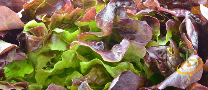 Burgundy Boston lettuce growing in a garden, fresh leafy vegetable from SeedsNow, vibrant red and green leaves on lush plants.