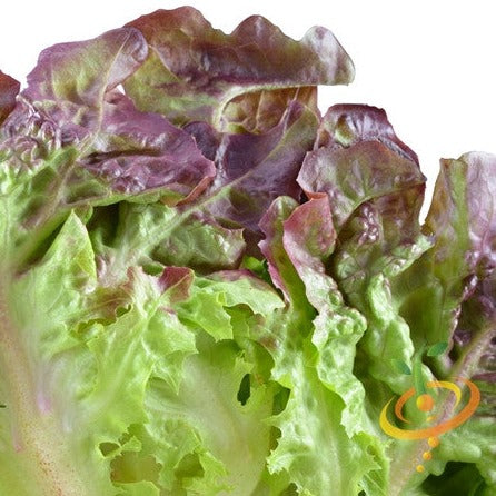Burgundy Boston lettuce seed packet from SeedsNow showing fresh lettuce leaves and seed packaging on a white background.