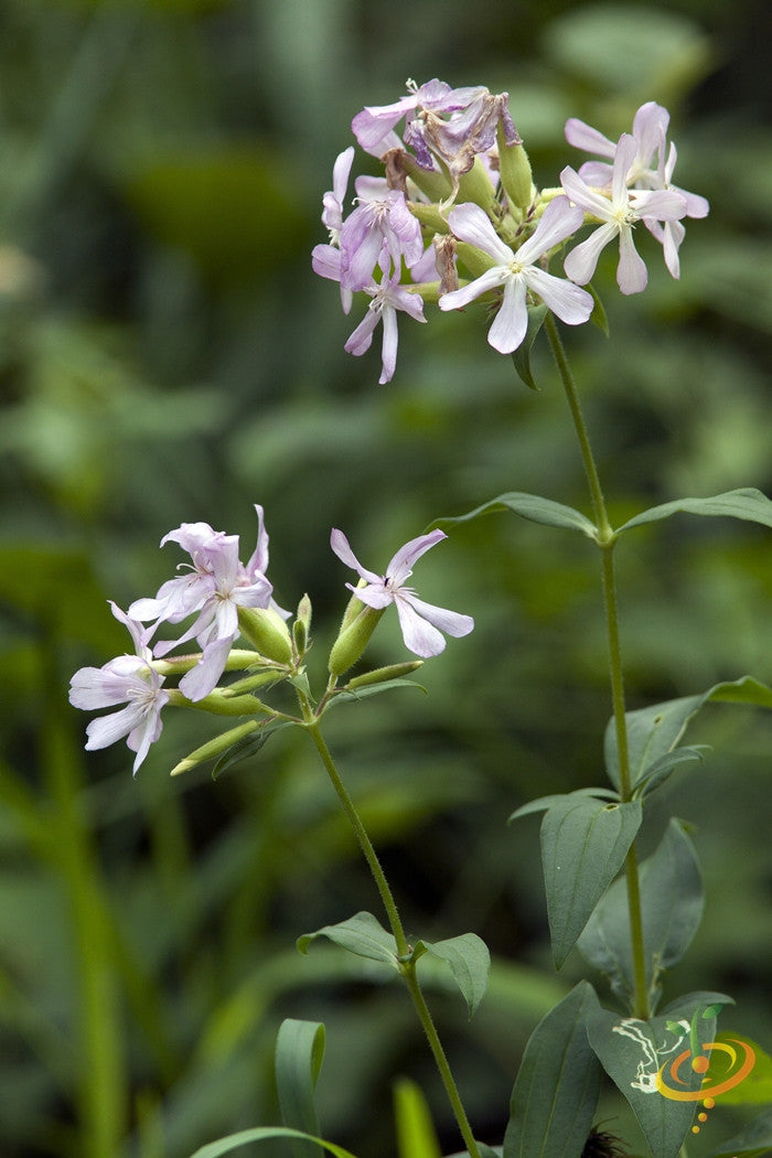 Soapwort flower seeds from SeedsNow, showing vibrant green seedlings and fresh soil, ready for planting in a garden.