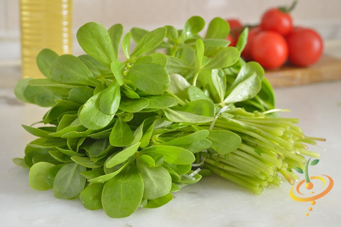Green purslane seeds from SeedsNow.com, showing fresh, vibrant seeds ideal for planting and growing nutritious purslane plants.