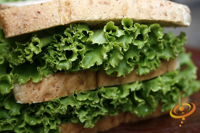 Green Ice lettuce seeds from SeedsNow, showing fresh green lettuce leaves and seeds in a natural setting.