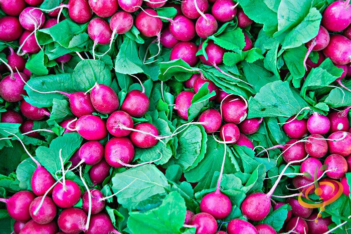 Pink radish seeds from SeedsNow, showcasing vibrant pink radish bulbs and fresh green leaves in a garden setting.