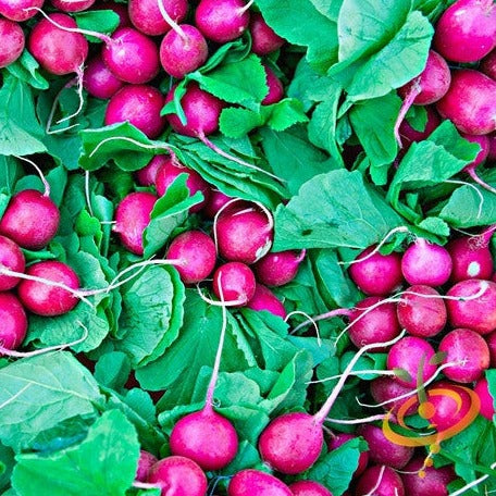 Buy fresh Pink Beauty Radish seeds online in the USA. Pink skin, crisp white flesh. Buy Open-pollinated OP, USA-quality, Heirloom, NON-GMO organic seeds & more!