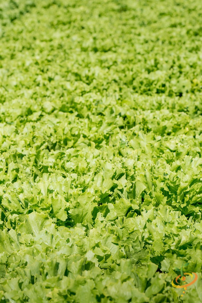 Fresh green Tango lettuce leaves from SeedsNow, showcasing vibrant, crisp lettuce with ruffled edges on a white background.