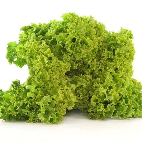 Fresh green Tango lettuce leaves from SeedsNow, showcasing vibrant, crisp lettuce with ruffled edges on a white background.