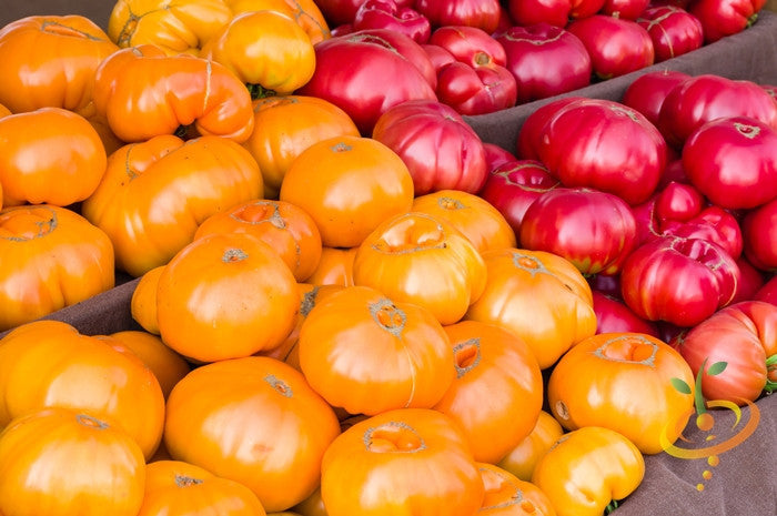 Pink Beefsteak Tomato indeterminate seeds from SeedsNow, showing vibrant pink tomato fruits and green foliage.