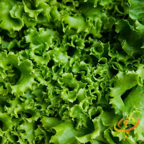 Fresh green Ice lettuce leaves grown from SeedsNow seeds, showcasing vibrant, crisp lettuce in a natural setting.