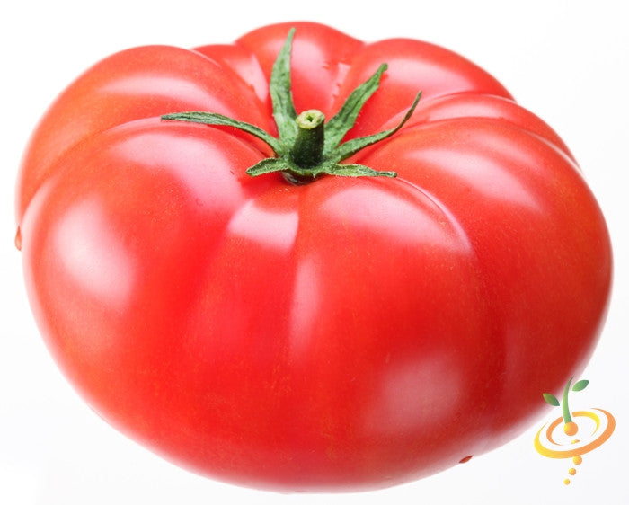 Red Caribe determinate tomato with green stem, ideal for Southern gardens and container growing