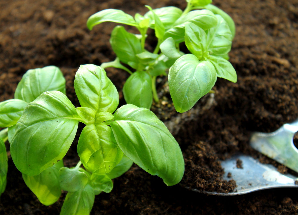 Genovese basil seeds from SeedsNow, showing small green basil seed grains ideal for planting and growing fresh sweet basil.
