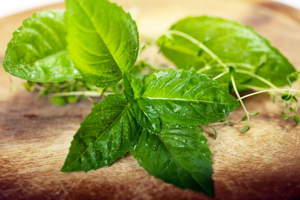 Fresh Italian Large Leaf Basil with water droplets on wooden surface