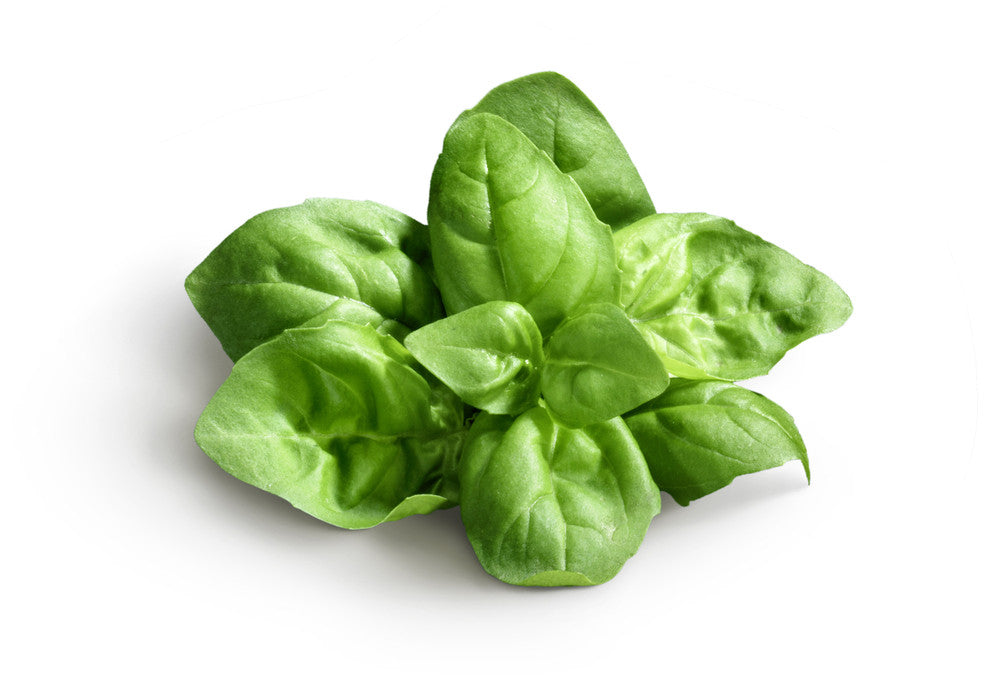 Genovese sweet basil seeds from SeedsNow, showing small green basil seeds on a white background.