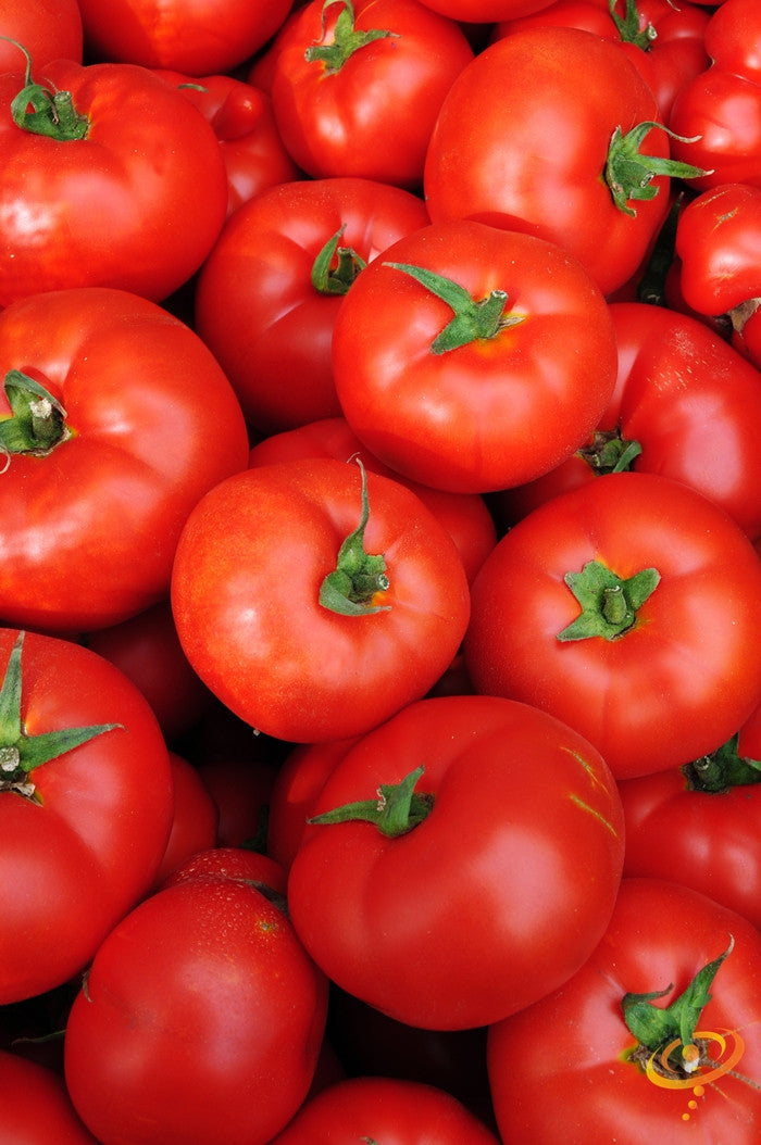 Close-up of ripe red Caribe tomatoes with green stems, suitable for Southern gardens and container growing