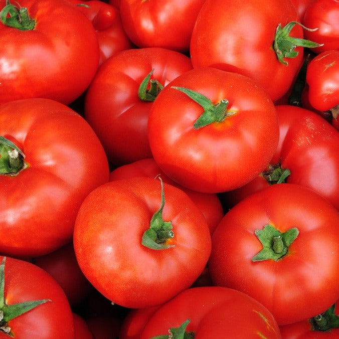 Tomato Caribe Seeds | Heat Tolerant, Compact Determinate Tomato Plants