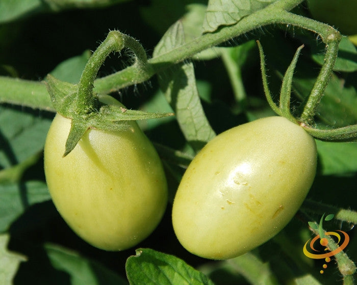 Green Grape Tomato Seeds (100% Heirloom/Non-Hybrid/Non-GMO)