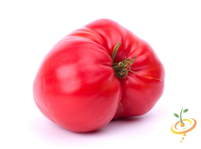 Pink Beefsteak Tomato indeterminate seeds from SeedsNow, showing vibrant pink tomatoes on the vine ready for planting.