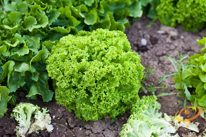 Lollo Bionda lettuce seeds from SeedsNow, showing bright green lettuce leaves with ruffled edges on a garden background.