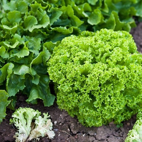 Lollo Bionda lettuce seeds from SeedsNow displayed in a packet, ready for planting in a garden or container.