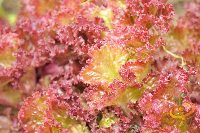 Lollo Rossa lettuce seeds from SeedsNow, small green and reddish seed packets on a white background.